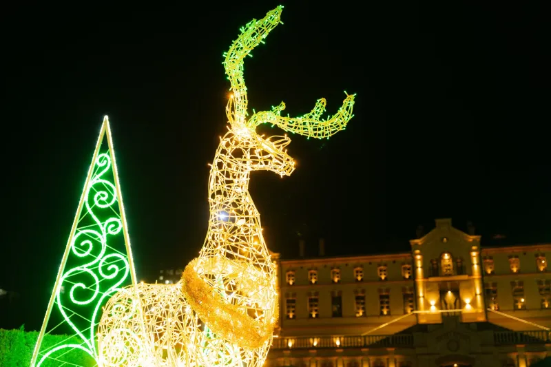 Cerbi Luminoși — foto 5