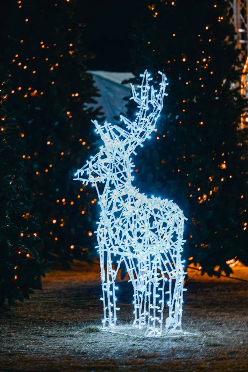 Cerbi Luminoși — foto 19